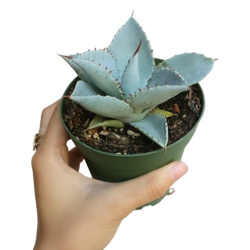 succulent box, live succulent, rare succulent, garden gift, echeveria, crassula, aloe, haworthia, sedum, kalanchoe, agave, aoenium, sempervivum, variegated, crested, gasteria, garden design