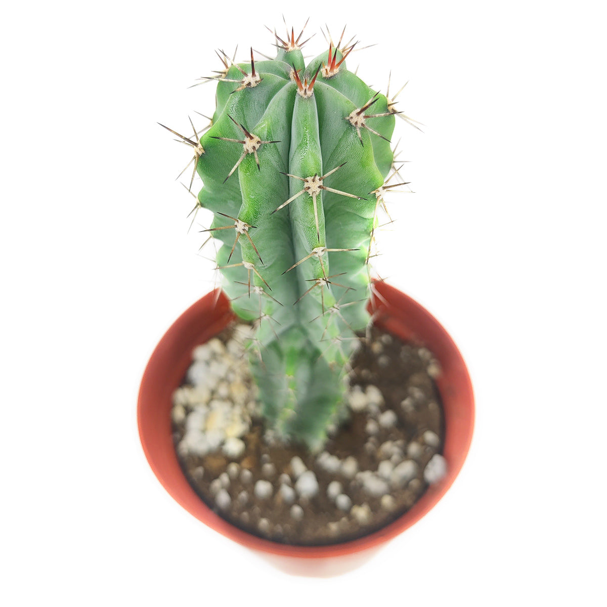 Polaskia Chichipe Cactus for sale, how to grow succulents, succulents garden, Succulents shop near me, Rare cactus, cacti, cactus and succulents