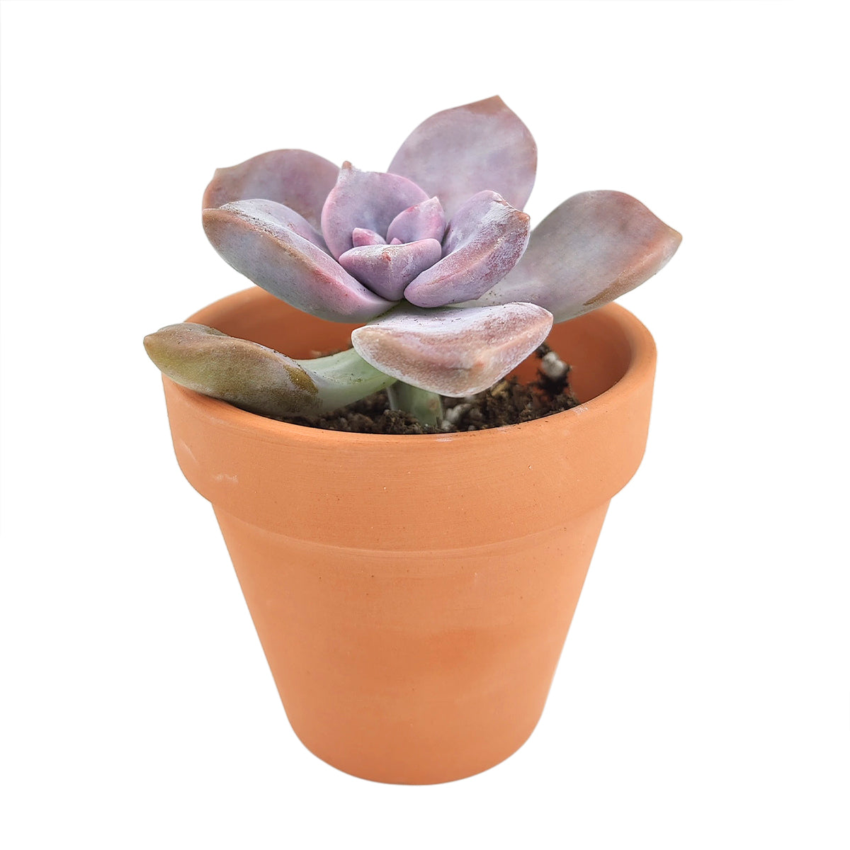 purple delight succulent care Graptopetalum Purple Delight