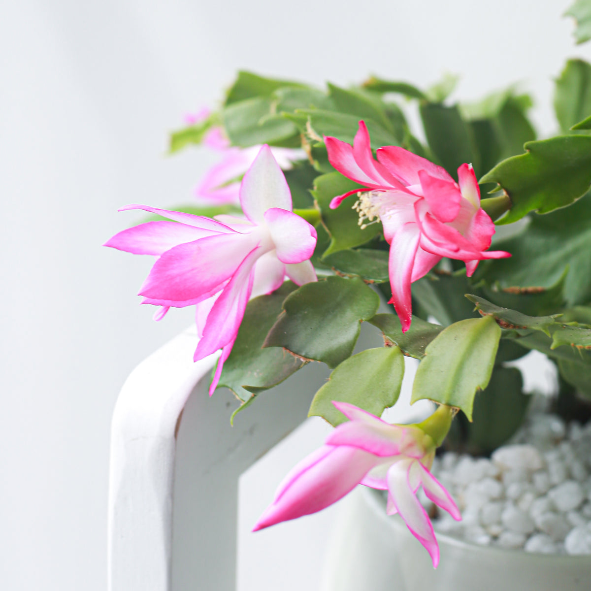 christmas cactus for sale, christmas cactus where to buy, buy 2 inch/ 4 inch/ 6 inch christmas cactus online, christmas cactus blooming for sale in California USA, Schlumbergera, Holiday Cactus, Thanksgiving Cactus, Easter Cactus, Live Christmas Cactus, Christmas Cactus Plant, Christmas Cactus Flowers, Buy Christmas Cactus Online, Christmas Cactus Gift, Christmas Cactus Decor, Christmas Cactus Care