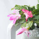 christmas cactus, thanksgiving cactus, how to care for a christmas cactus, thanksgiving cactus care, Christmas Cactus Thanksgiving Cactus for sale