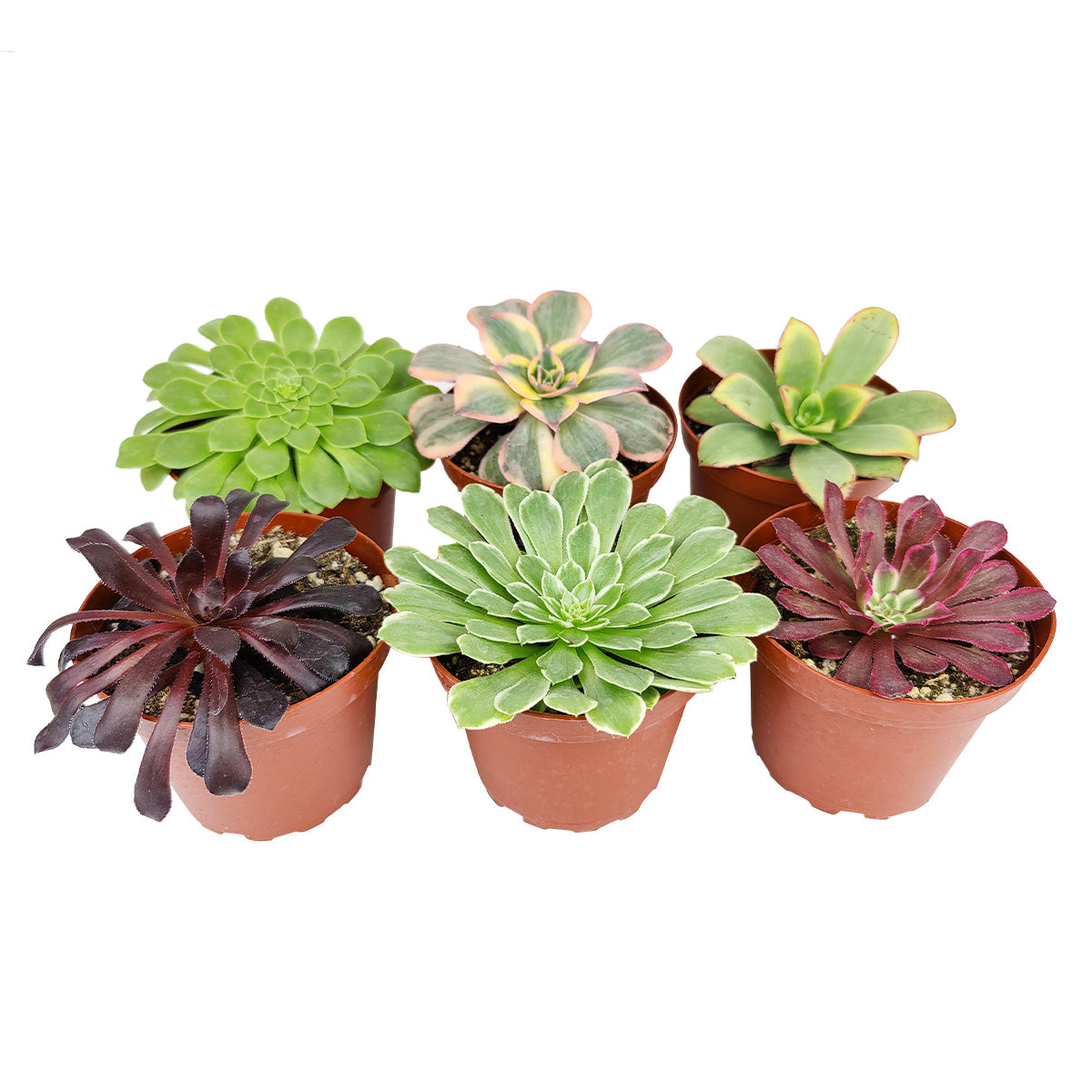 Colorful Aeonium Gift Ideas, How to care for Aeonium Succulent, Live Aeonium Assorted Pack for sale, A Variety of Healthy Live Aeonium Succulent Plant, aeonium types, succulent aeonium, buy succulents online, succulent shop, succulent store, Succulent ideas for your wedding, Succulent assorted pack perfect for weddings, Buy asorted succulents for wedding favors, Aeonium succulent types for wedding