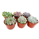 Live Echeveria Assorted Pack for sale, A Variety of Healthy Live Echeveria Succulent Plant, echeveria types, succulent echeveria, buy succulents online, succulent shop, Succulent ideas for your wedding, Succulent assorted pack perfect for weddings, Buy asorted succulents for wedding favors, Best echeveria succulents for wedding arrangements
