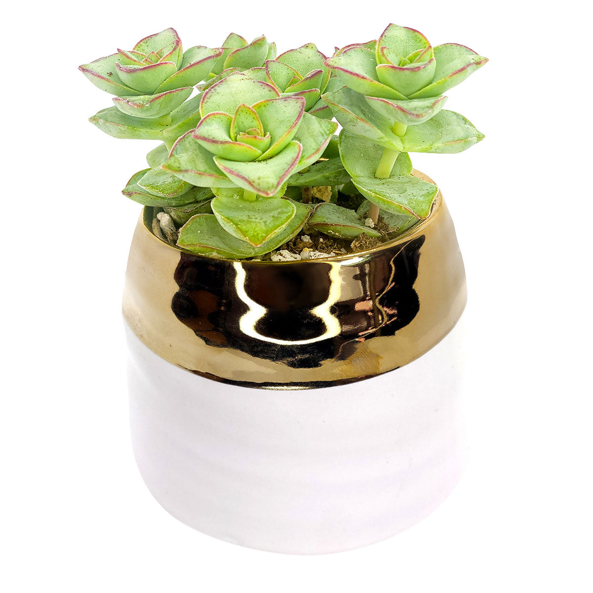 White Gold pot for sale, Claire pot for sale, unique pots for succulent and cactus, succulent pot decor, succulent pot gift ideas, Holiday decoration for sale