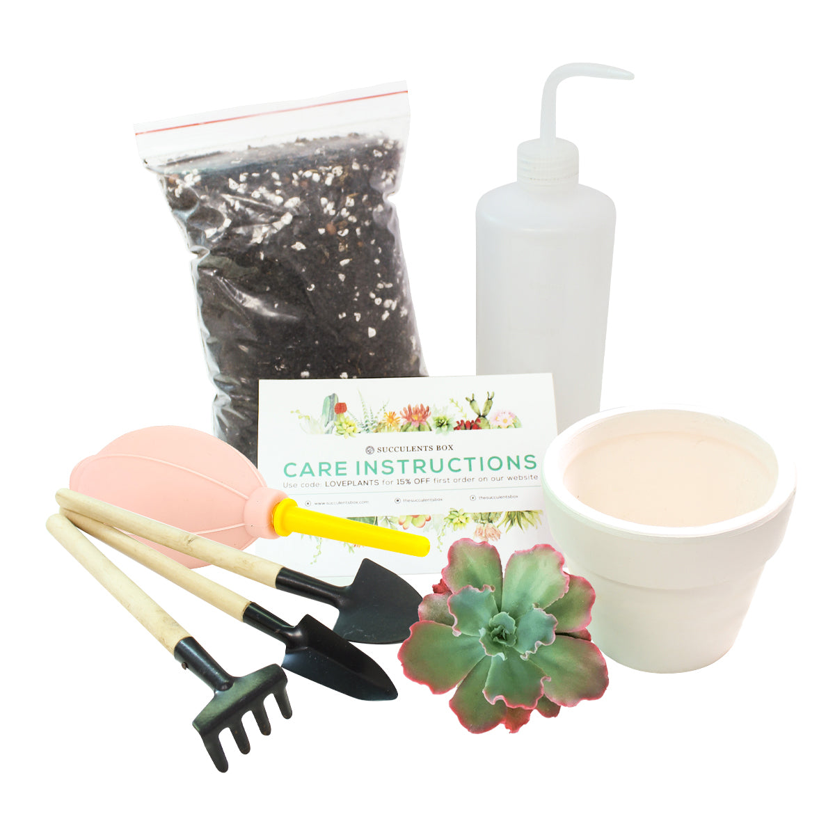 succulent plant starter kit Beginner Kit (tools + 4" plant) | Plant Starter Kit | Succulent Gift for Beginners