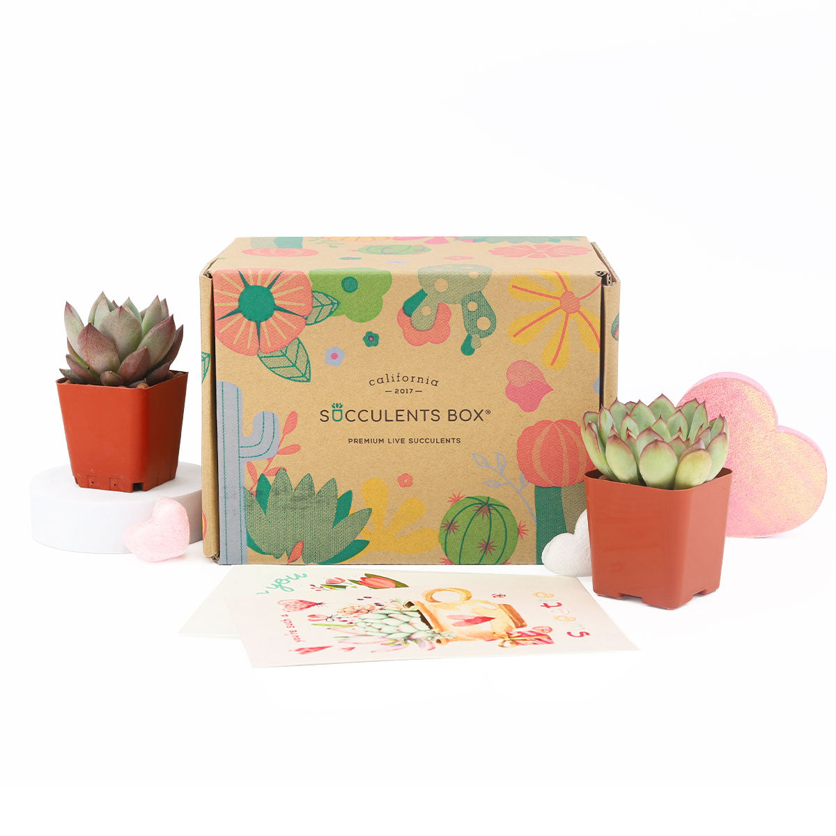 Succulent Subcription Boxes for sale, Succulents for Sale, Types of Succulents, Succulents Shop in California, Succulents and Cactus Plants, Cactus Box, Subscription Box with Care Instruction, Succulent Subscription Gift Box Monthly