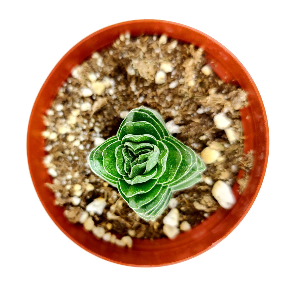 Crassula pyramidalis Buddha&#39;s Temple, succulents store in CA, succulent care, cactus, succulent care tips, succulent subscription, Rare succulents, Succulents, indoor succulents, Crassula Buddha’s Temple in California, How to grow Crassula Buddha’s Temple, crassula, crassula plant, crassula succulent, crassula types, crassula varieties, types of crassula, crassula species, crassulas, succulent crassula