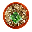 Crassula pyramidalis Buddha&#39;s Temple, succulents store in CA, succulent care, cactus, succulent care tips, succulent subscription, Rare succulents, Succulents, indoor succulents, Crassula Buddha’s Temple in California, How to grow Crassula Buddha’s Temple, crassula, crassula plant, crassula succulent, crassula types, crassula varieties, types of crassula, crassula species, crassulas, succulent crassula