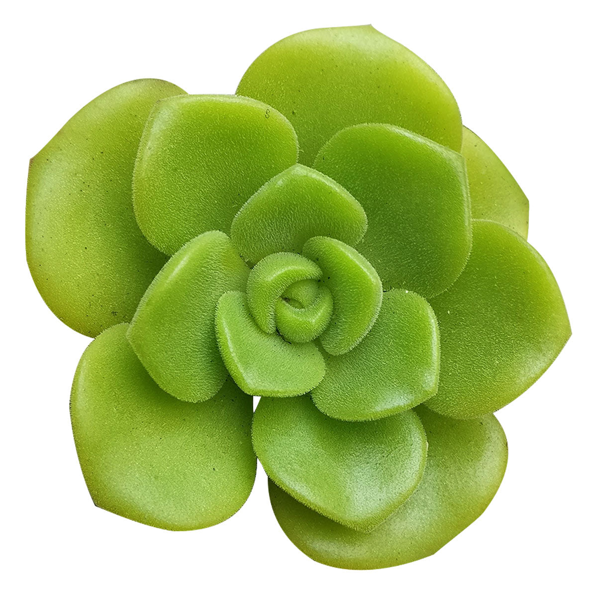 succulent lily Aeonium Lily Pad Succulent with Care Guide