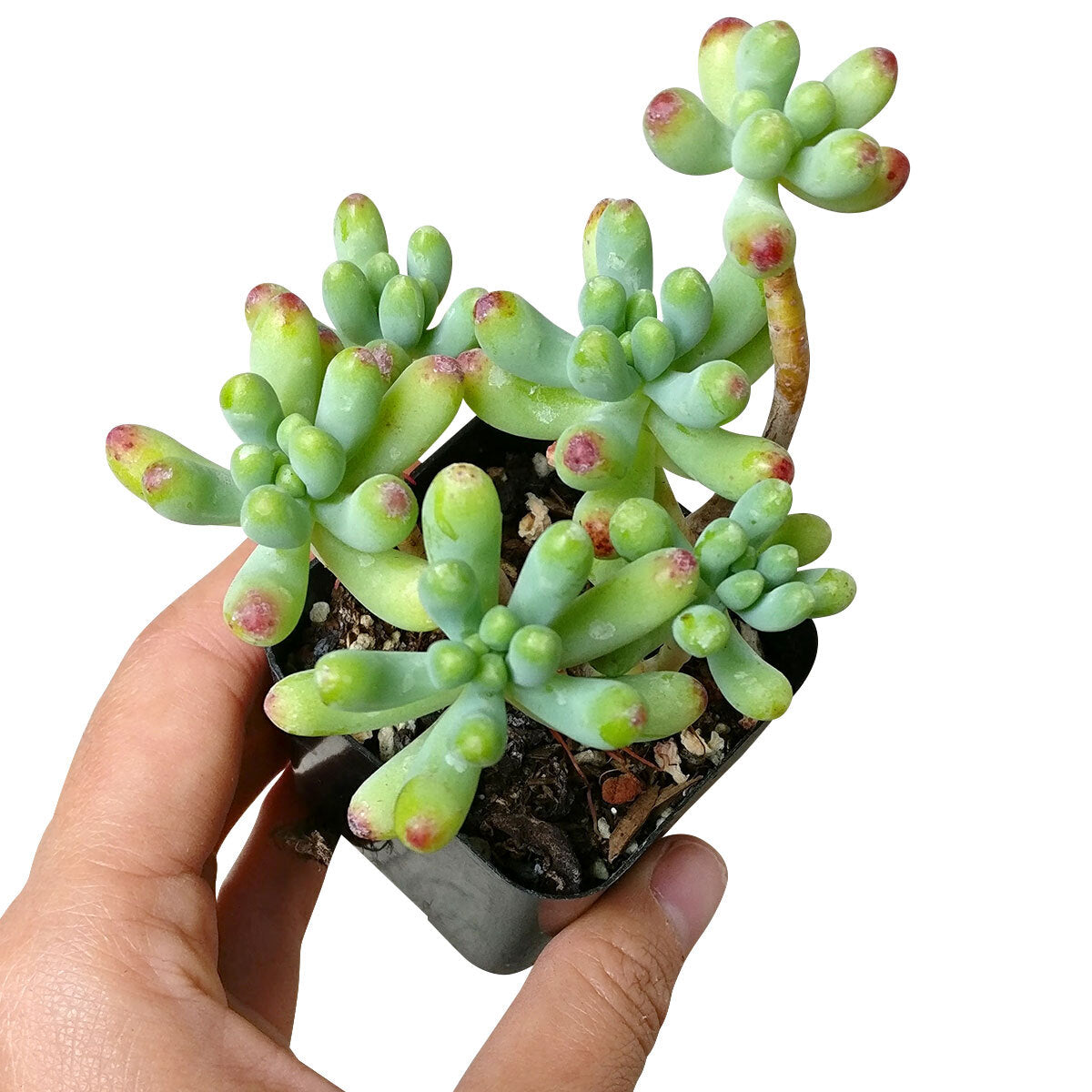 Green Jelly Bean Sedum, Sedum Pachyphyllym For Sale, chubby succulent plant, How to grow sedum pachyphyllum, Sedum Pork and Beans succulent plant, where to buy succulent online