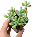 Green Jelly Bean Sedum, Sedum Pachyphyllym For Sale, chubby succulent plant, How to grow sedum pachyphyllum, Sedum Pork and Beans succulent plant, where to buy succulent online