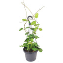 Large size Trailing Hoya Kerrii Heart, Sweetheart Hoya, Valentine Hoya, Heart-shaped plants, evergreen heart-shaped foliage, best gift plant ideas