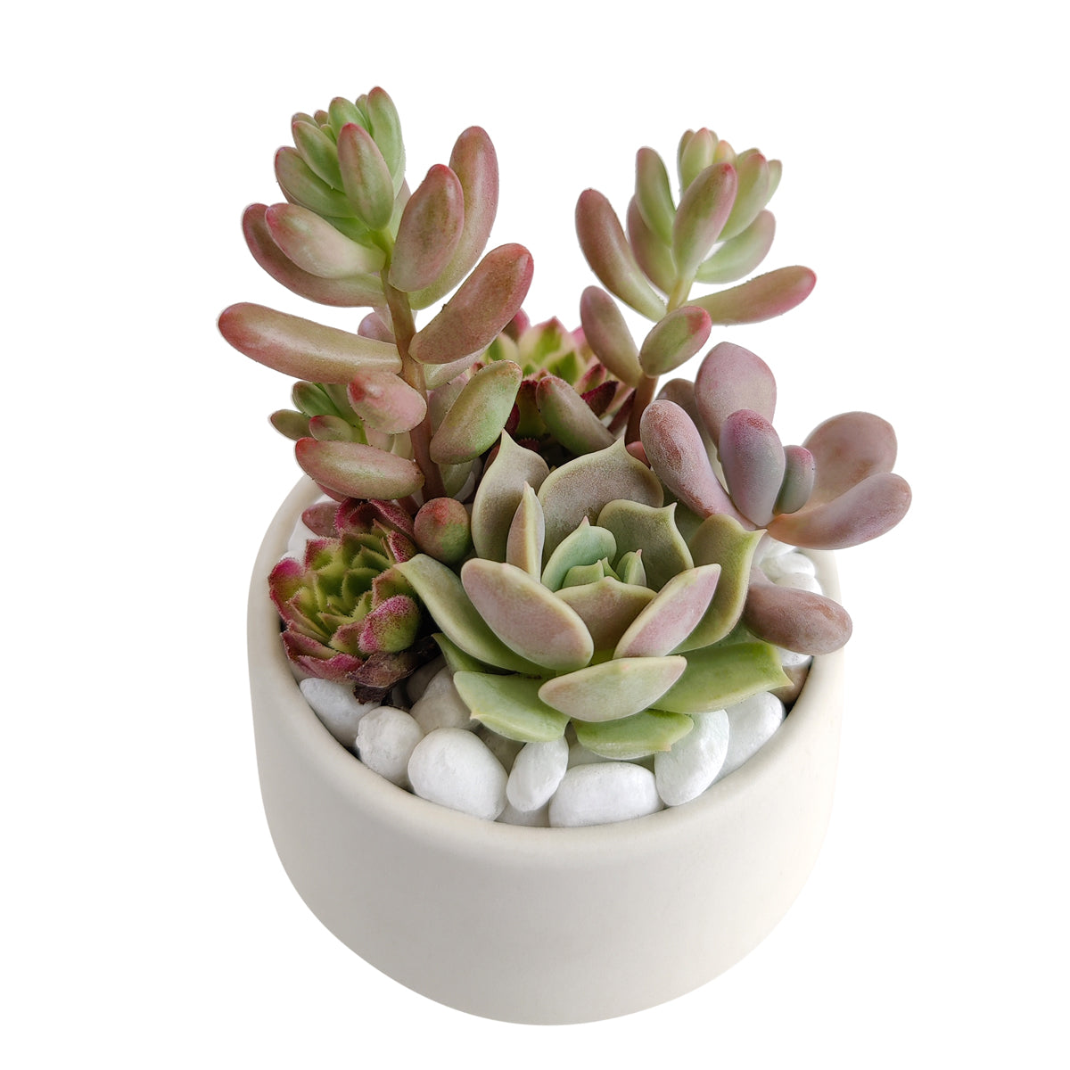 small succulent delivery DIY Pink 2" Succulent Arrangement Small Pot