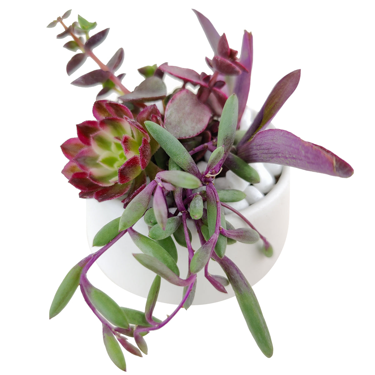 succulent gifts, succulent arrangement ideas, succulent arrangement, how to make a succulent arrangement, succulent arrangement delivery, succulent flower arrangement delivery, teacher appreciation gifts succulent, succulent flower arrangement, unique diy memorial gifts, Succulent Gift for Men, Thank You Gift Dad, Appreciation Gift for Dad