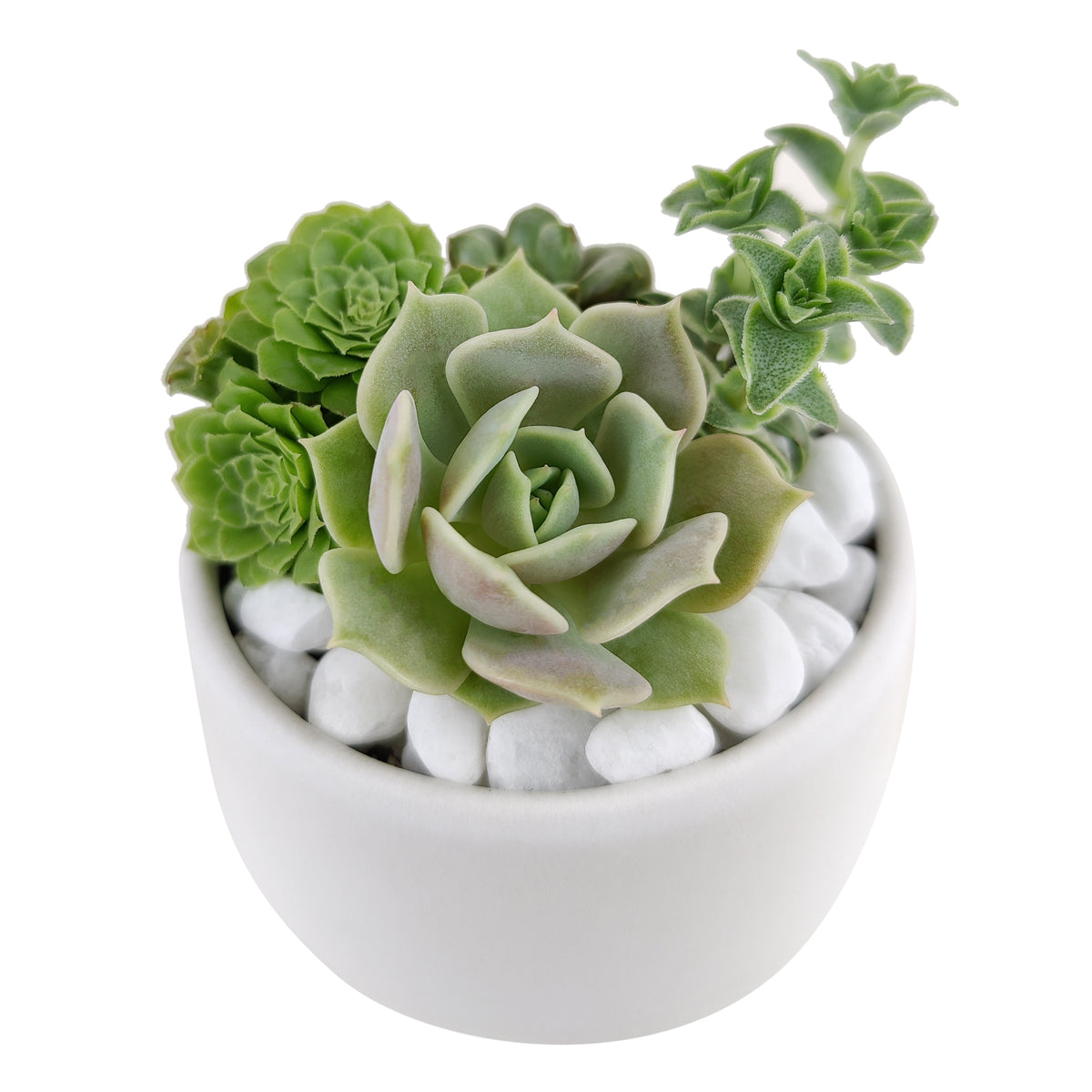 white succulent bowl DIY Green 2" Succulent Arrangement Small Pot