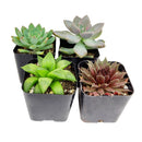 Radiant Rosette Shaped Succulent Pack for Sale Online, Wedding Succulent Favors, Succulent Gift Ideas, How to care for Rosettes Succulent, echeveria, Wedding rosette succulents for sale, Where to buy succulents for your wedding, Types of rosette shaped succulents for wedding