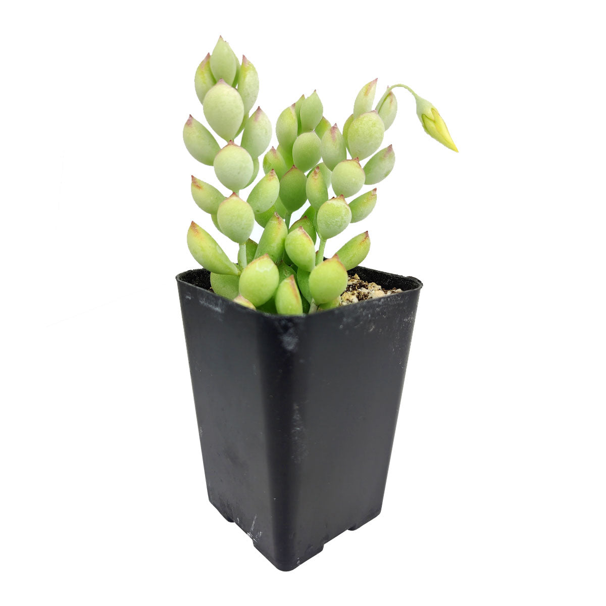 cotyledon succulent plant Cotyledon Pendens | Succulents Gift Guide & Care | Home Decoration