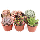 Succulent Plant Gift Ideas For Valentine&#39;s Day, Best Valentine Gifts 2024, Unique DIY Valentine&#39;s Day Gifts For That Special Someone, Rosette shaped succulent assorted pack, Succulent assorted pack perfect for weddings, Purple and pink succulent pack for wedding plan