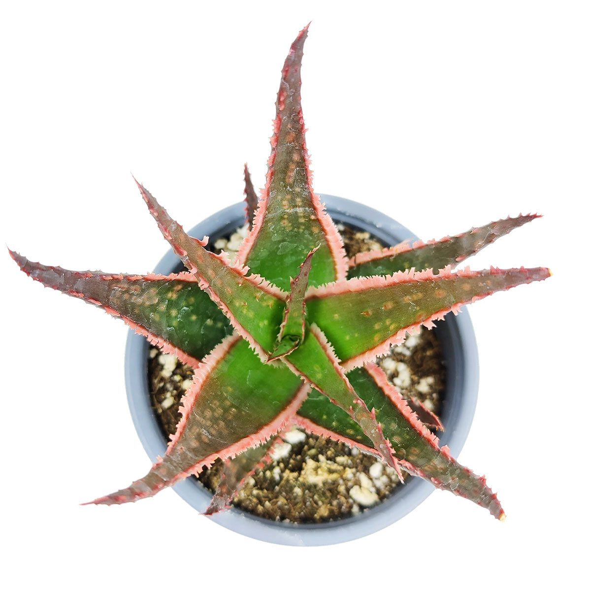 fire coral plant succulent Succulents Box® Aloe Coral Fire for Sale