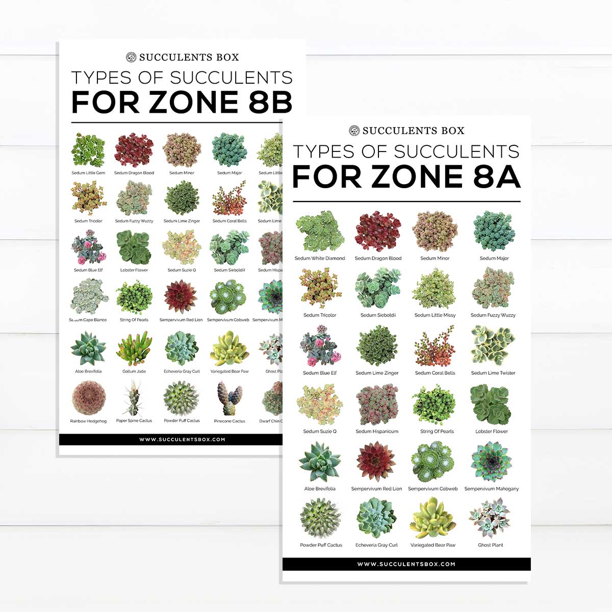 Printable Arts: Types of Succulent Zones for sale, Succulent Printable, succulent printable selection, succulent decor idea, succulent gift, succulent art, choosing succulent for zone, Succulent designs Zone, Succulents Hardiness Zone, collection of Printable Succulents Art, digital printable succulent