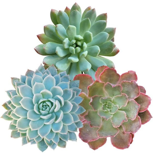 3 Plants/ Month  Auto renew