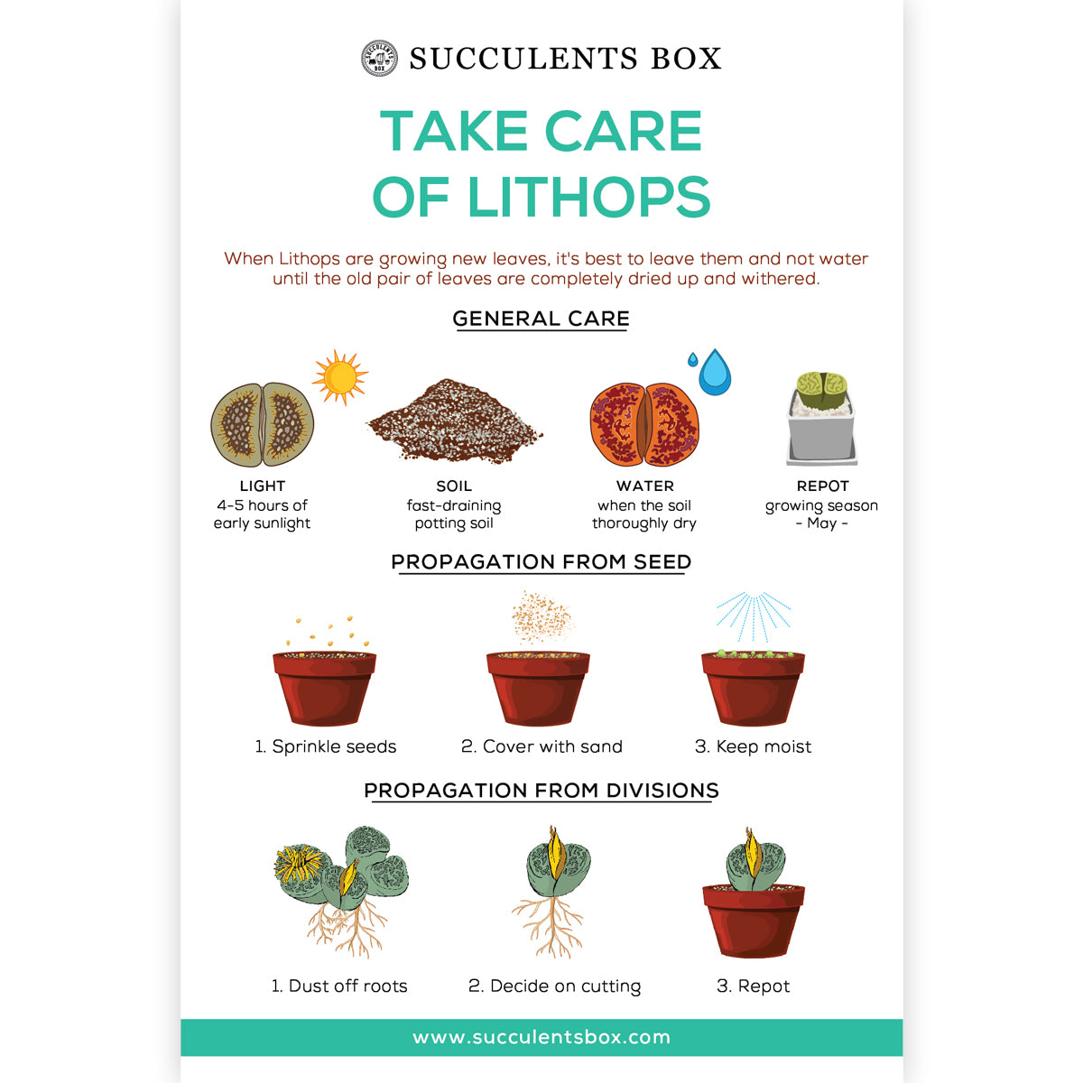Take Care of Lithops Card for sale, Lithops care card for sale, How to care for lithops succulent, Lithop care guide