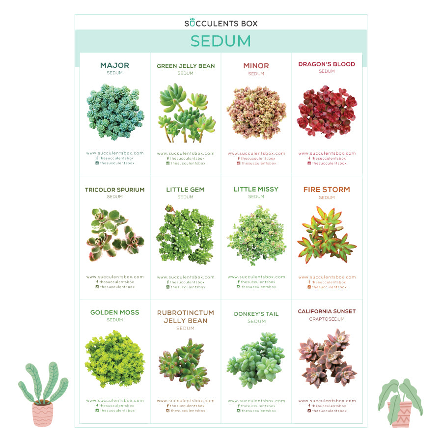 app to identify succulents Free Printable Succulent ID Cards - Succulent Gift Ideas