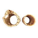 Rare chain Cholla Wood 2'' Inch Wide