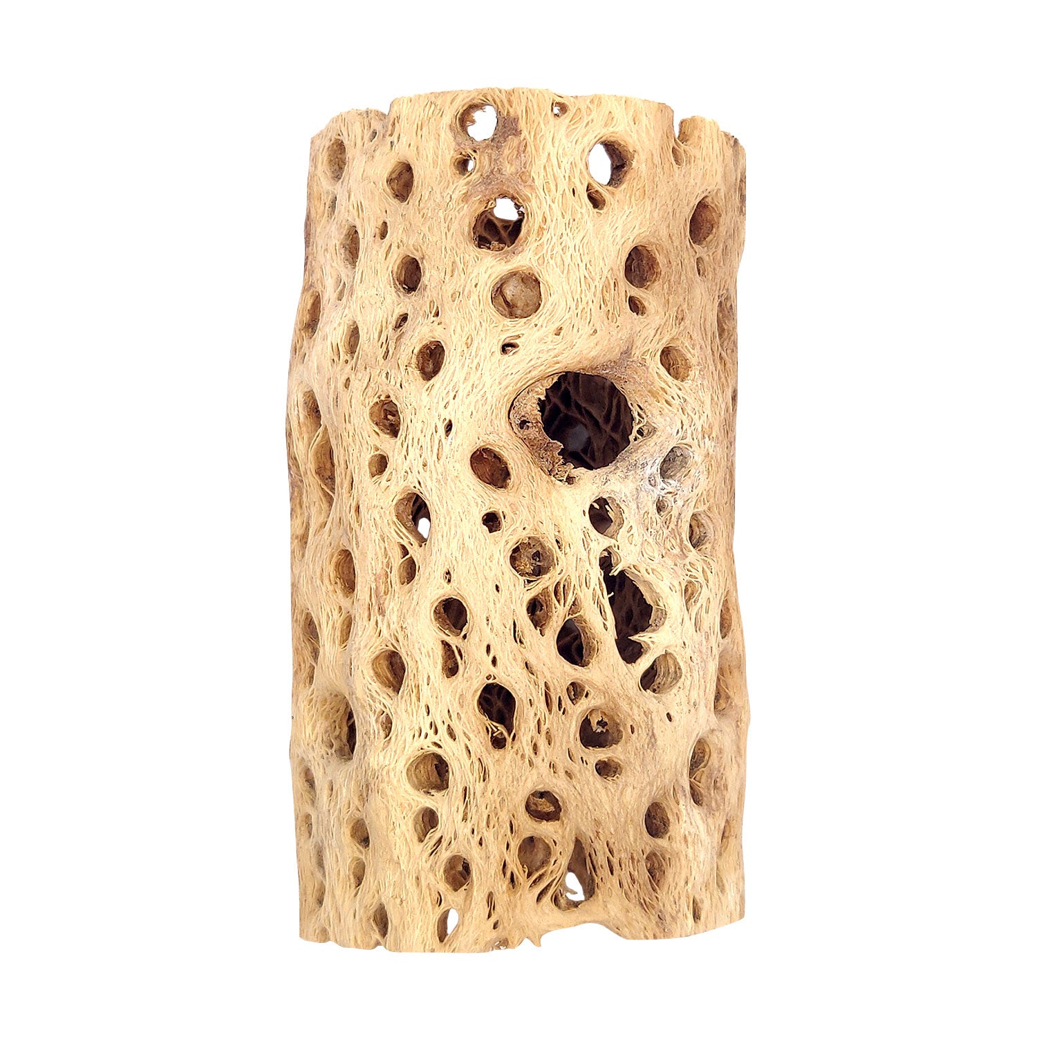 Rare chain Cholla Wood 2'' Inch Wide