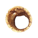 Rare chain Cholla Wood 2'' Inch Wide