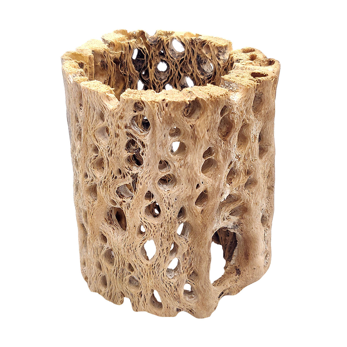 Rare chain Cholla Wood 3 inch Pot