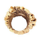 Rare Cholla Wood 3 inch Pot