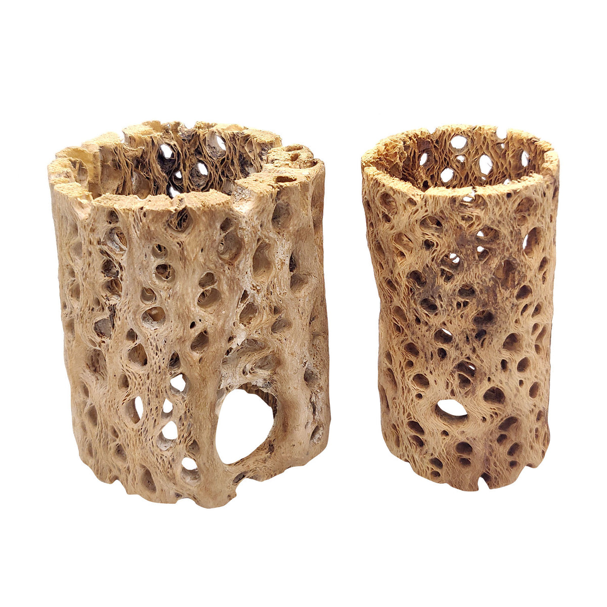 Rare chain Cholla Wood 2'' Inch Wide