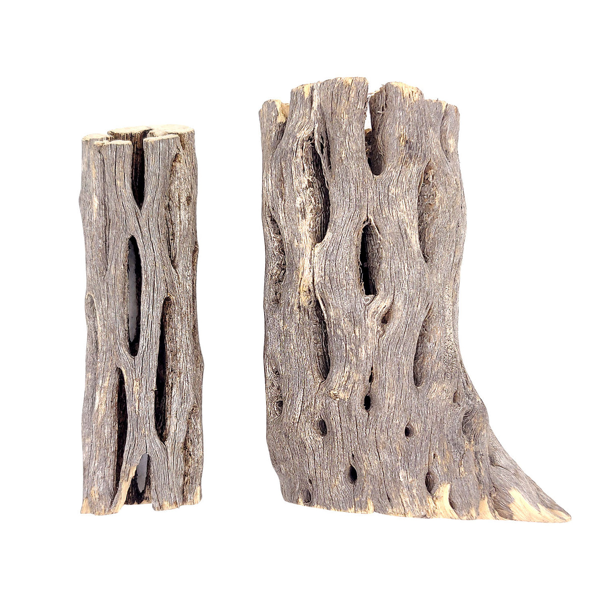 3 inch Staghorn Cholla Wood Pot for sale, Teddy Bear Cholla for Aquariums, Crafting, Air Plants, Natural cactus cholla wood, Home decor ideas, Air plant display, Air plant accessory for sale