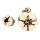 3 inch Staghorn Cholla Wood Pot for sale, Teddy Bear Cholla for Aquariums, Crafting, Air Plants, Natural cactus cholla wood, Home decor ideas, Air plant display, Air plant accessory for sale