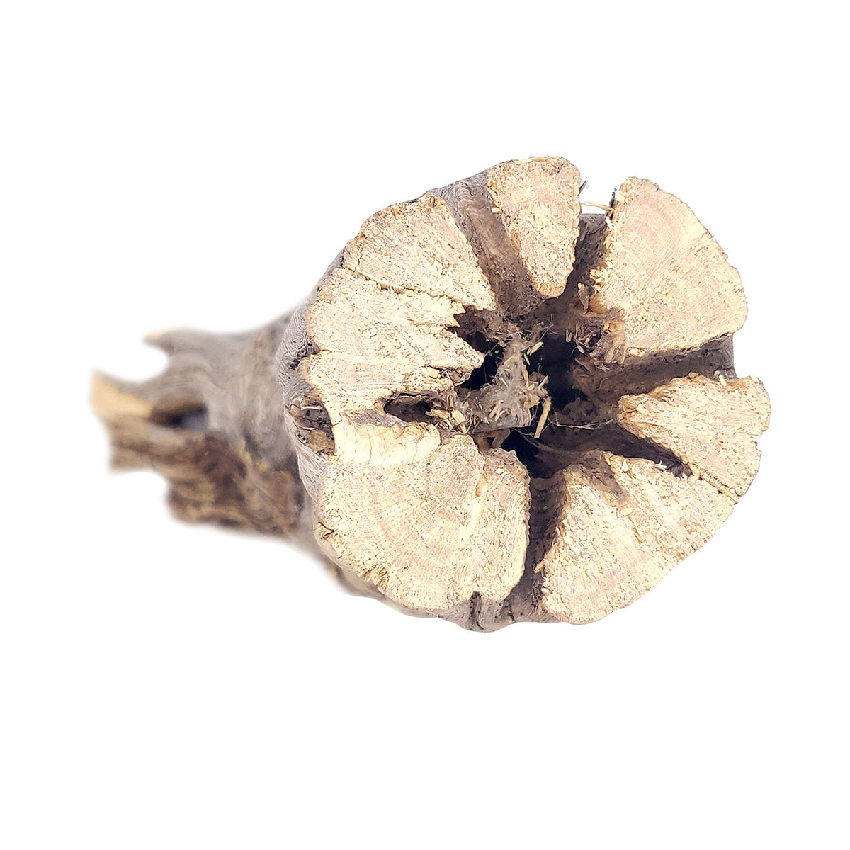 3 inch Staghorn Cholla Wood Pot for sale, Teddy Bear Cholla for Aquariums, Crafting, Air Plants, Natural cactus cholla wood, Home decor ideas, Air plant display, Air plant accessory for sale