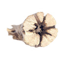 3 inch Staghorn Cholla Wood Pot for sale, Teddy Bear Cholla for Aquariums, Crafting, Air Plants, Natural cactus cholla wood, Home decor ideas, Air plant display, Air plant accessory for sale