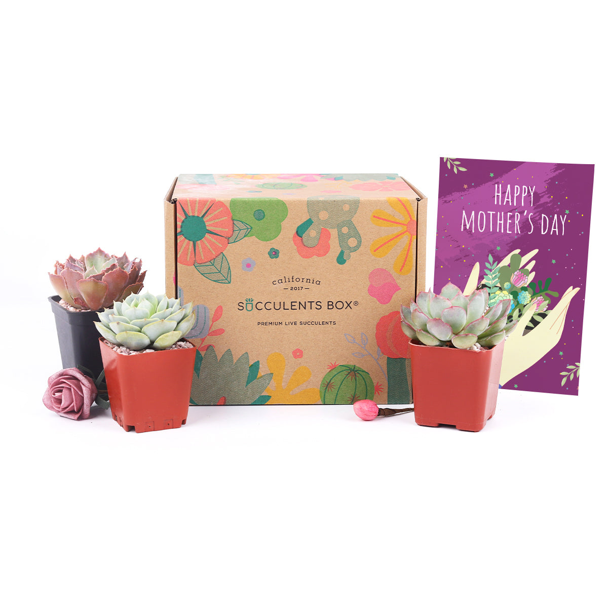succulents box.com Gift 3 succulent/ month
