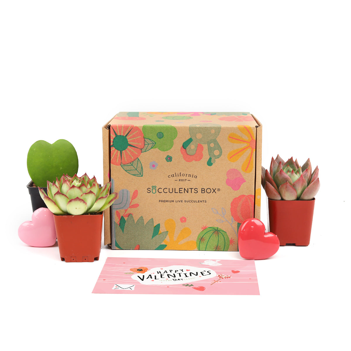 Succulent subscription box delivered monthly, succulent subscription for sale online, succulent gift ideas for everyone, Live succulents for home office decoration