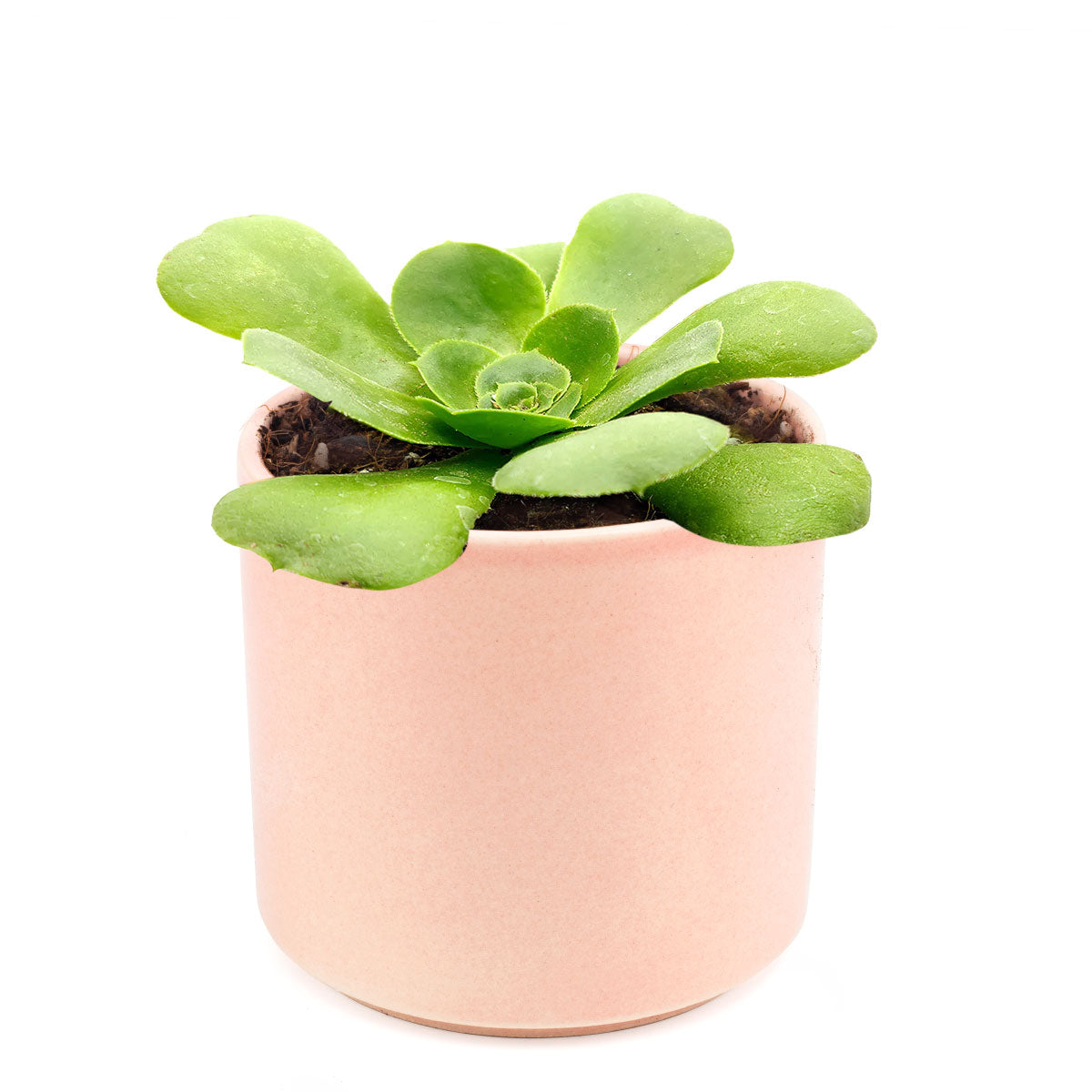 Green Platters, succulents store in CA, succulents garden, succulent care tips, cactus, succulents shop in California, succulent subscription, how to grow succulents, succulent plant, Green Platters in California, How to grow Green Platters