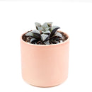 Haworthia emelyae var. Major, monthly succulents, succulent care, succulent care guide, Succulents shop near me, indoor succulents, succulents garden, cactus, succulent subscription, Haworthia emelyae var. Major in California, How to grow Haworthia emelyae var. Major. indoor succulents.