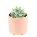 Echeveria Doris Taylor Succulent, christmas plants, buy Echeveria Doris Taylor Succulent online, Echeveria Doris Taylor Succulent for sale, unique succulents