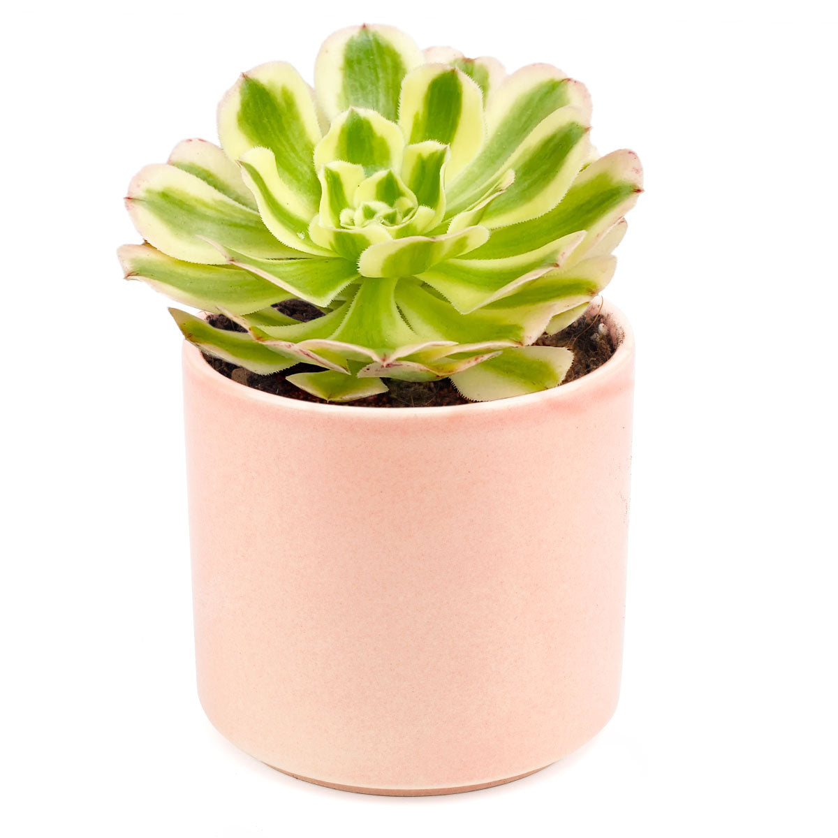 Aeonium Arboreum Luteovariegatum, succulents shop in California, Rare succulents, succulents store in CA, succulent care, monthly succulents, indoor succulents, how to grow succulents, Succulents shop near me, Aeonium Arboreum Luteovariegatum in California, How to grow Aeonium Arboreum Luteovariegatum