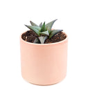 Venosa Haworthia for sale, succulent plant, cactus, succulent care guide, succulents store in CA, Succulents shop near me, indoor succulents, succulent subscription, succulent care, Venosa Haworthia in California, How to grow Venosa Haworthia. indoor succulents.