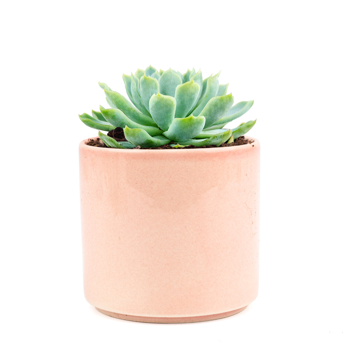 Mexican Snowball Succulent, succulents garden, how to grow succulents, succulent care, Succulents shop near me, succulent care guide, indoor succulents, succulent care tips, Succulents, Mexican Snowball Succulent in California, How to grow Mexican Snowball Succulent, Easter echeveria gift, Echeveria gift for thanksgiving, Easter eggs echeveria, echeveria, echeveria succulent, echeveria types, succulent echeveria, buy succulents online, succulent shop, succulent store, echeveria plant, indoor succulents