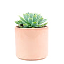 Echeveria Elegans for sale, succulent care guide, monthly succulents, Rare succulents, succulents store in CA, succulent care, succulents garden, Succulents shop near me, Echeveria Elegans in California