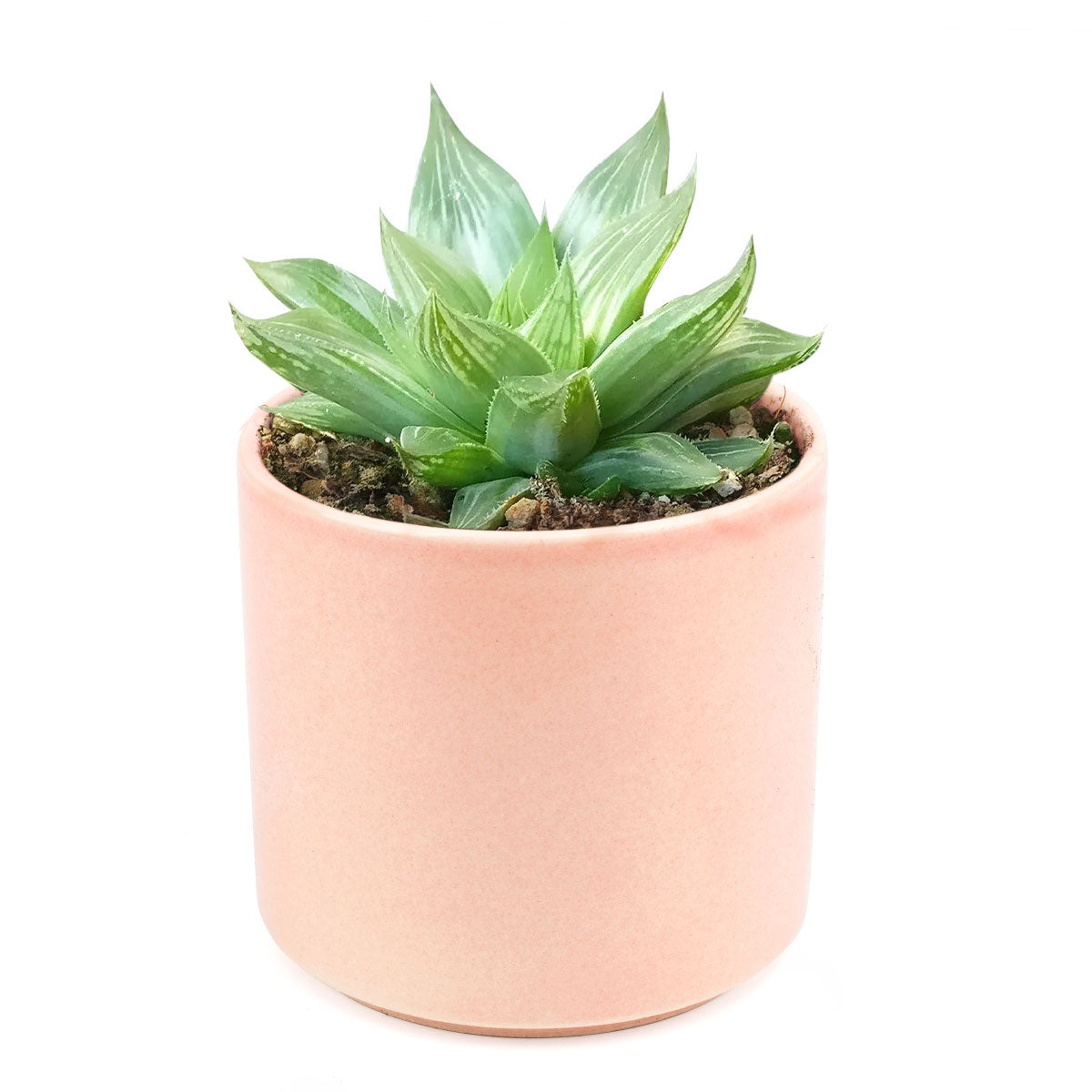 Haworthia cooperi variegata, succulent care, succulent care guide, succulents store in CA, Succulents, succulents shop in California, Rare succulents, succulent plant, cactus, Haworthia cooperi variegata in California, How to grow Haworthia cooperi variegata. indoor succulents