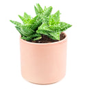 Tiger Tooth Aloe for sale, succulent care tips, succulent plant, cactus, indoor succulents, how to grow succulents, Succulents shop near me, succulents store in CA, succulents shop in California, Tiger Tooth Aloe in California