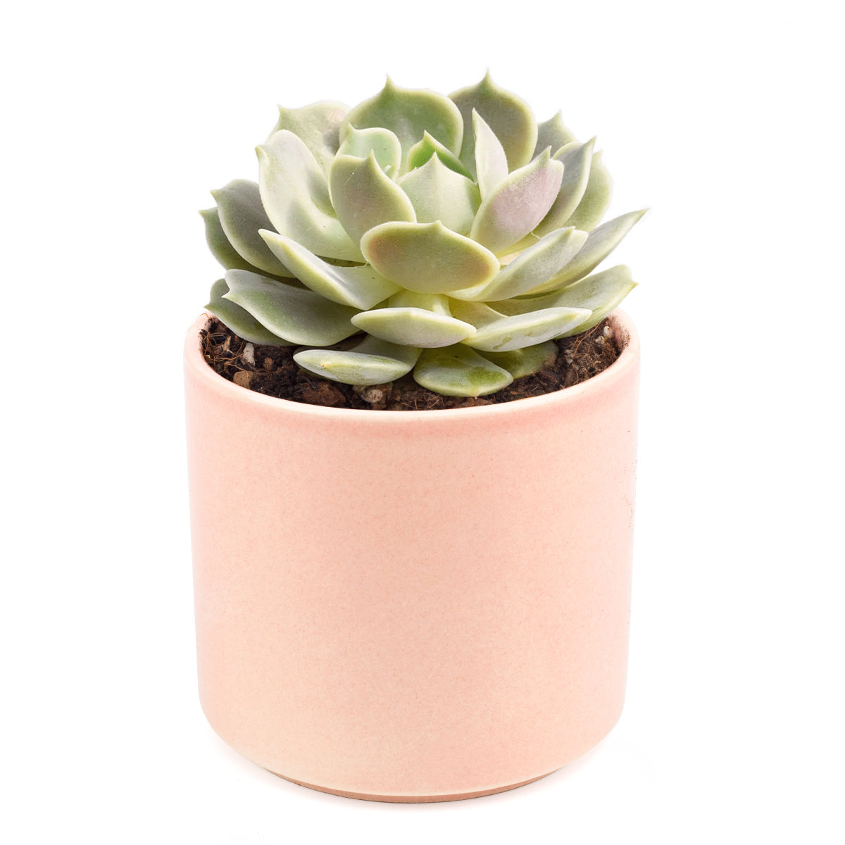 Echeveria Lola for sale, succulent subscription, Rare succulents, succulents shop in California, cactus, indoor succulents, succulent care, Succulents, succulents garden, Echeveria Lola in California, How to grow Echeveria Lola, Succulents for thanksgiving, Thanksgiving succulents gift, Easter succulents idea, Growing succulents for thanksgiving, echeveria, echeveria succulent, echeveria types, succulent echeveria, buy succulents online, succulent shop, succulent store, echeveria plant, indoor succulents