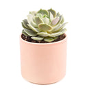 buy succulents online, succulent shop, succulent store, echeveria plant, indoor succulents